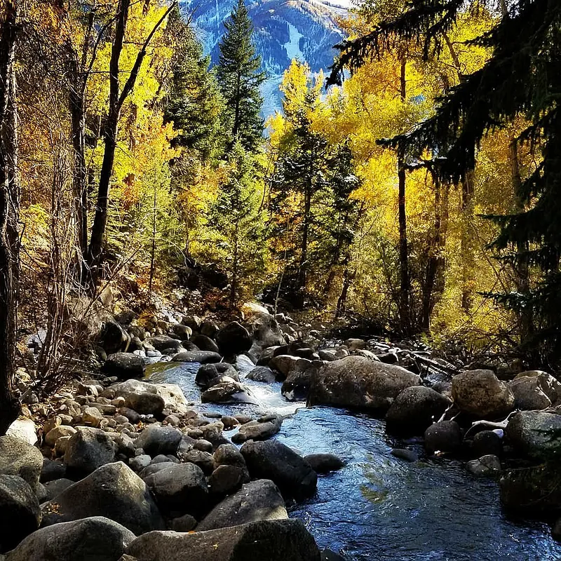 Forest Bathing: Hiking Hunter Creek with The Aspen Art Fair Co-Founder Bob Chase